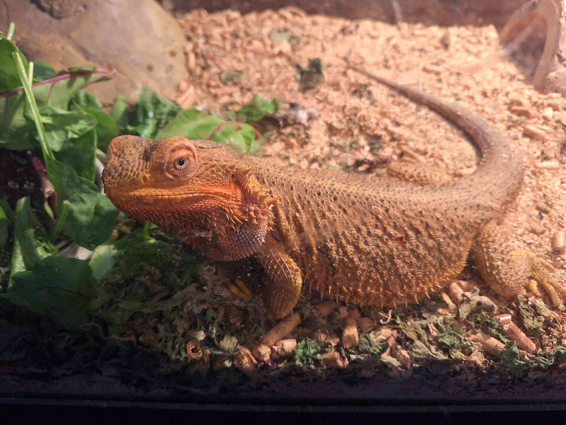 Rosa the bearded dragon looking vibrantly orange today and with a nonplussed expression about this Rosa the bearded dragon looking vibrantly orange today and with a nonplussed expression about this